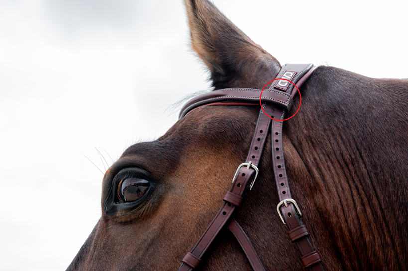CWD Hackamore