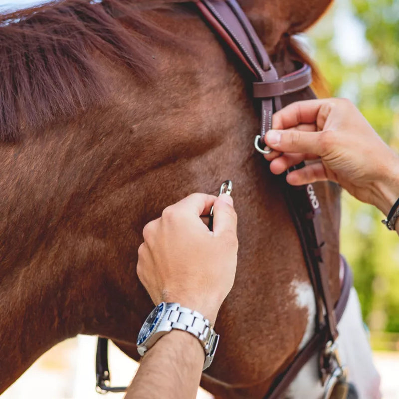 CWD Träns "Working Bridle"