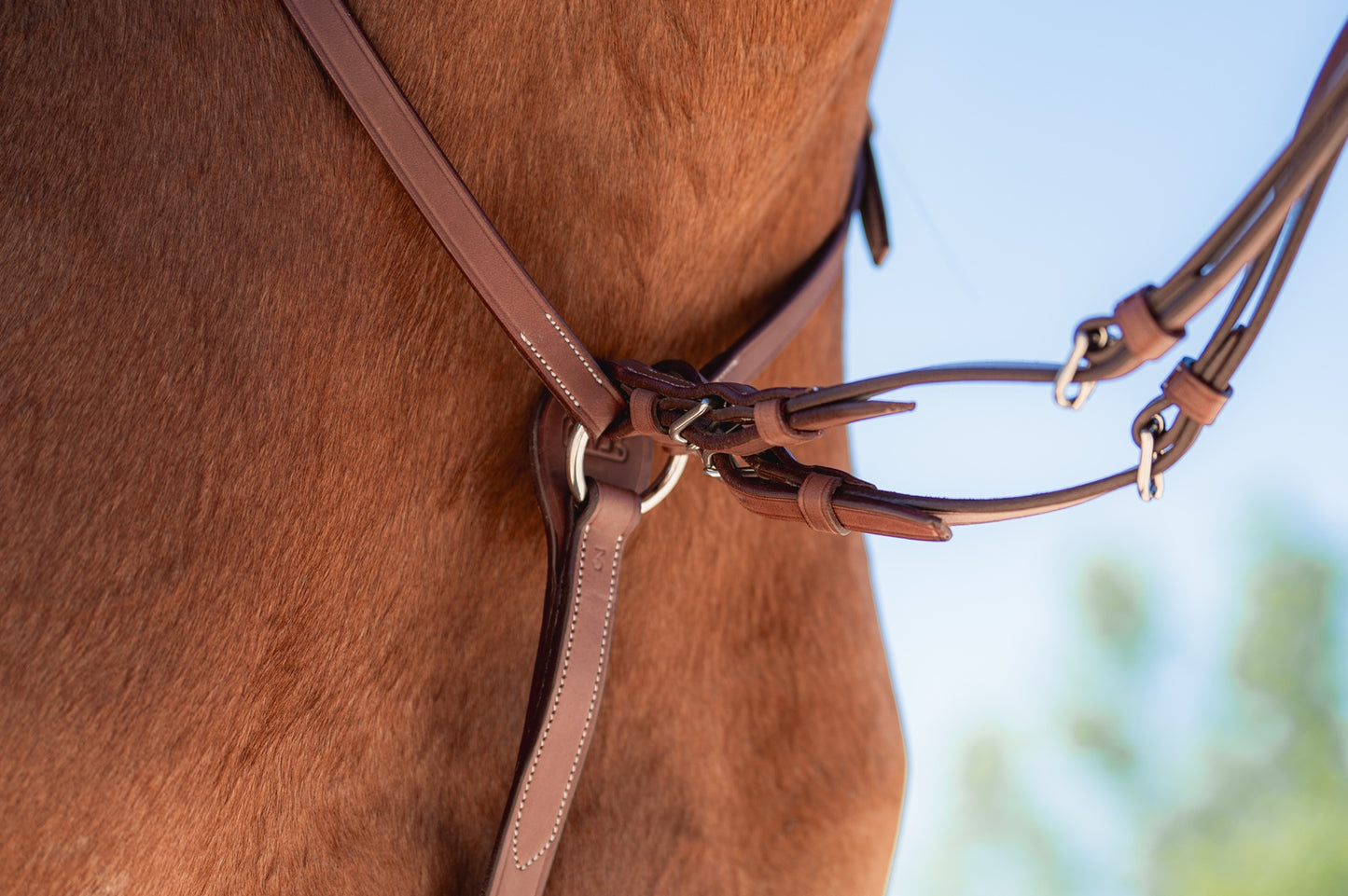 CWD Martingalarmar