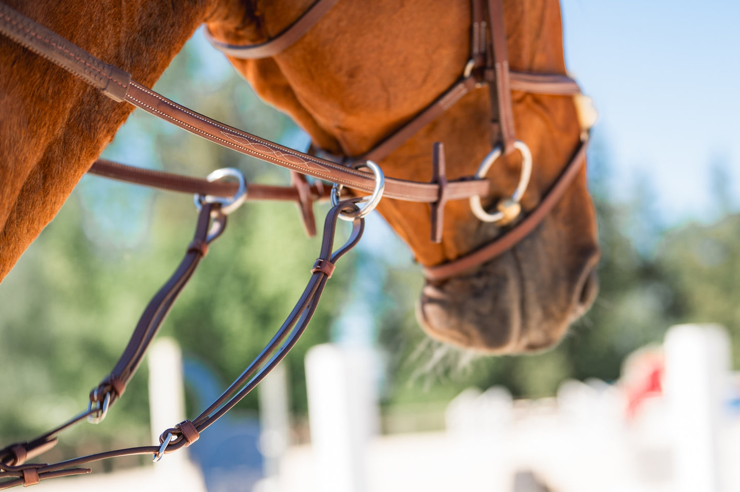 CWD Martingalarmar