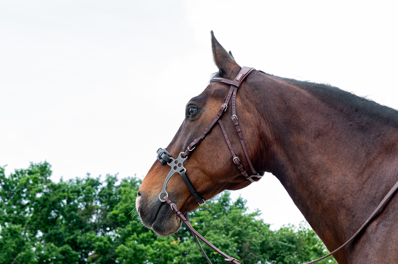 CWD Hackamore