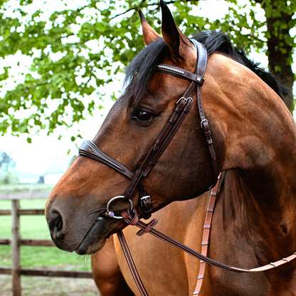 Harrie Smolders Träns + Tyglar "The Original"