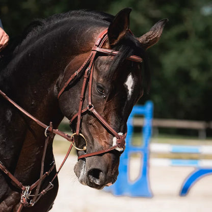 CWD Träns anatomiskt med mexikansk nosgrimma